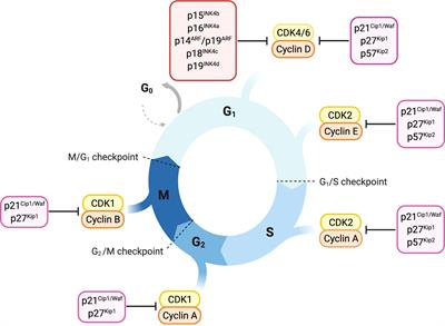 Frontiers | Cyclin-dependent Kinase Inhibitors In Malignant Hematopoiesis